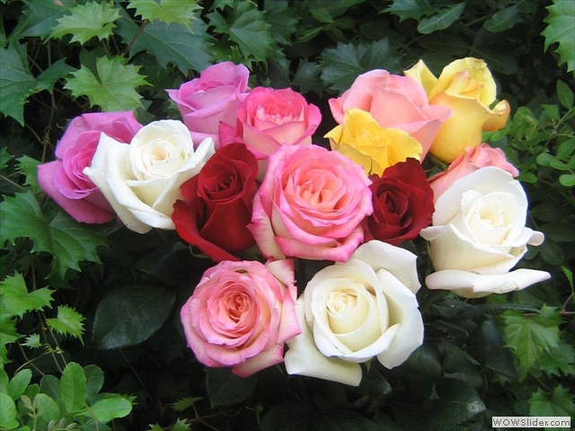 Beautiful-Color-roses-18577527-1280-960